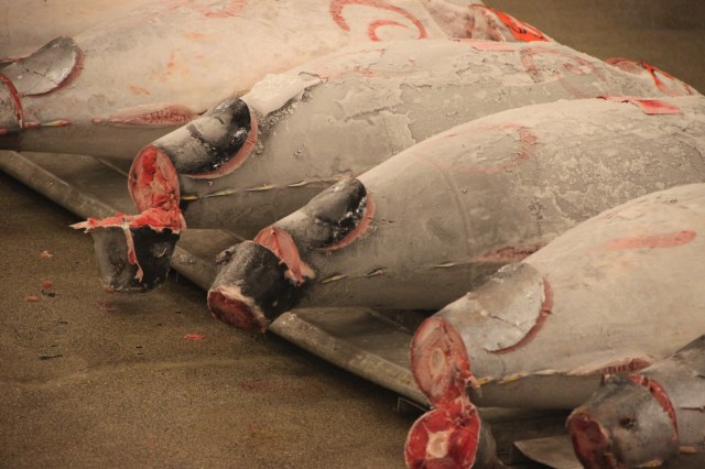 Tuna for Sale at the Tsukiji Fish Market