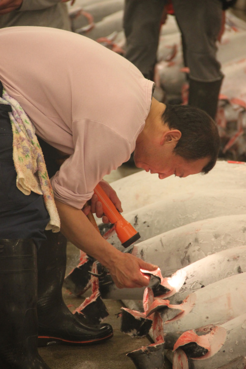 Inspection of the tuna